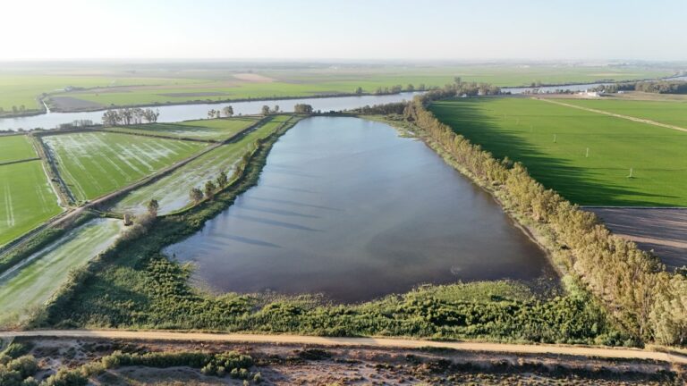 Deloitte se une a Salarte en la recuperación de las marismas del Guadalquivir y Doñana